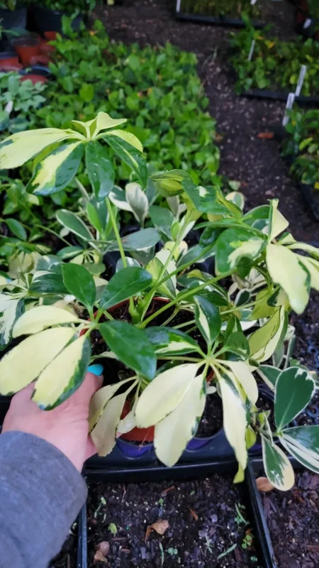 Trinette Variegated Schefflera Live Plant, 10-12 Inches Tall, Yellow Green Foliage, Umbrella Tree
