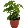 Tweedle Dee Begonia - Bonsai Houseplant in 2.5" Pot - Unique Silver Leaf Markings