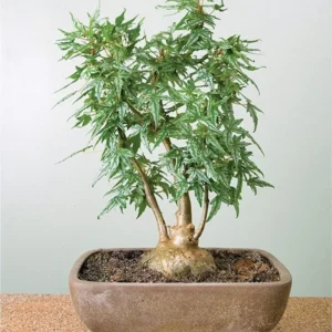Tweedle Dee Begonia - Bonsai Houseplant in 2.5