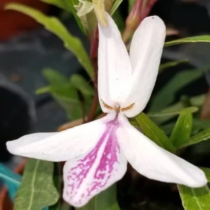 Twilight Orchid Plant - Pseuderanthemum sinuatum - 2.5