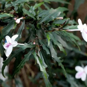 Twilight Orchid Plant - Pseuderanthemum sinuatum - 2.5