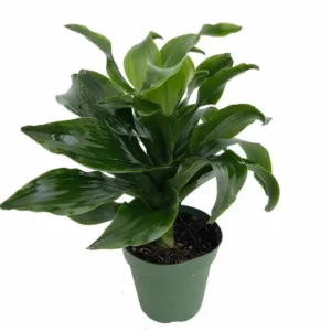 Twister Dragon Tree – Dracaena Fragrans – 4 Inch Pot Easy Care Houseplant