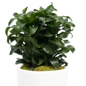 Twister Dragon Tree – Dracaena Fragrans – 4 Inch Pot Easy Care Houseplant