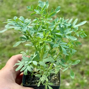 1 Pot - 2 Rue Ruda Live Plants for Planting, 3-6 Inch Tall