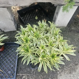 Dracaena Reflexa Song of India Succulent Live Plant - 4 Inch Pot - Home Garden Decor