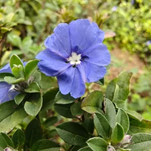 Live Blue Daze Evolvulus Plants – Blue Daze Ground Cover