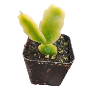 Schlumbergera x Buckleyi Christmas Cactus 2
