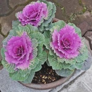 1 Pot Ornamental Cabbages (Red) Plant Live for Planting 3-6"Tall Hardy UK Autumn & Winter Decorative Shrubs For The Garden (No Ship CA)