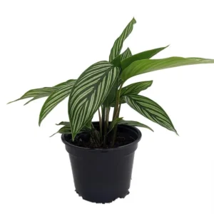 Uncommon Vittata Peacock Plant – 4