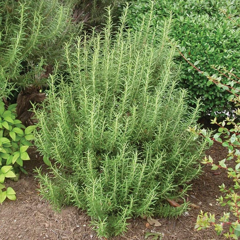 Upright Rosemary Live 1 Gallon Plant – Aromatic Evergreen Herb, Easy to Grow