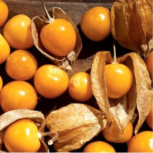 Cape Gooseberries Live Plant - 4 Inch Pot - Planting Ready - 8-10