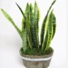 Snake Plant 12" Height - Low Maintenance Indoor Houseplant