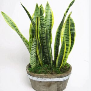 Snake Plant 12" Height - Low Maintenance Indoor Houseplant