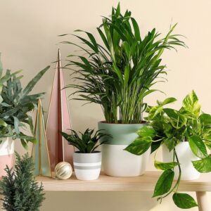 Indoor Plants for home