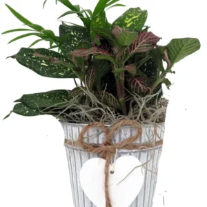 Valentine’s Garden Planter – 3 Houseplants Gift Set in 4