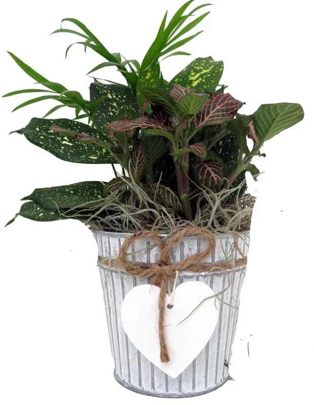 Valentine’s Garden Planter – 3 Houseplants Gift Set in 4" Metal Tin Pot with Heart