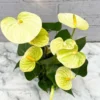 Vanilla Anthurium Plant - 4 Inch Potted Indoor Tropical Plant