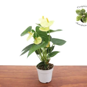Vanilla Anthurium Plant - 4 Inch Potted Indoor Tropical Plant