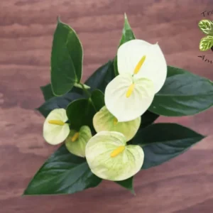 Vanilla Anthurium Plant - 4 Inch Potted Indoor Tropical Plant
