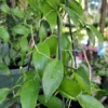 Vanilla Bean Orchid Live Plant - 10" Rooted Stem - Potted Houseplant