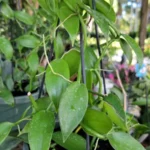 Vanilla Bean Orchid Live Plant - 10" Rooted Stem - Potted Houseplant