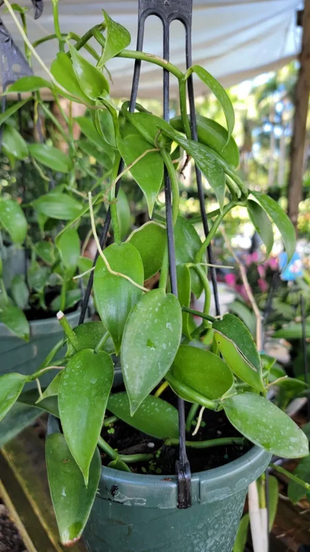 Vanilla Bean Orchid Live Plant - 10" Rooted Stem - Potted Houseplant