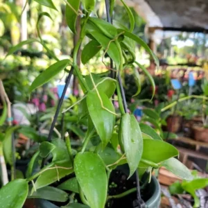 Vanilla Bean Orchid Live Plant - 10