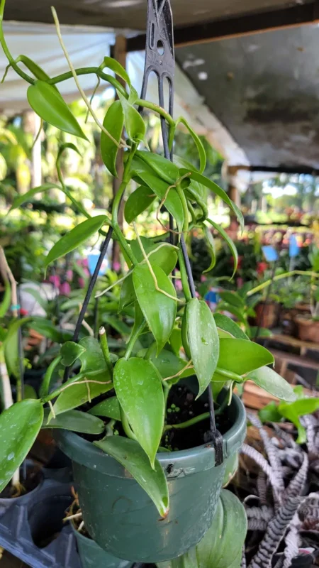 Vanilla Bean Orchid Live Plant - 10" Rooted Stem - Potted Houseplant
