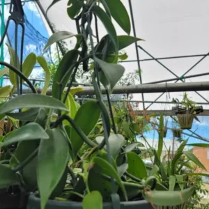 Vanilla Bean Orchid Live Plant - 10