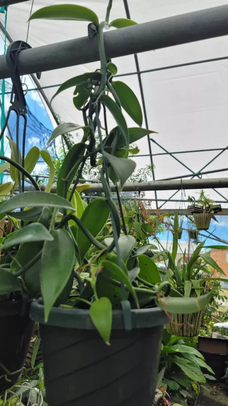 Vanilla Bean Orchid Live Plant - 10" Rooted Stem - Potted Houseplant