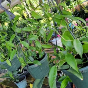 Vanilla Bean Orchid Live Plant - 10