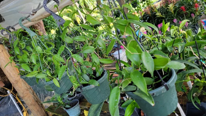 Vanilla Bean Orchid Live Plant - 10" Rooted Stem - Potted Houseplant