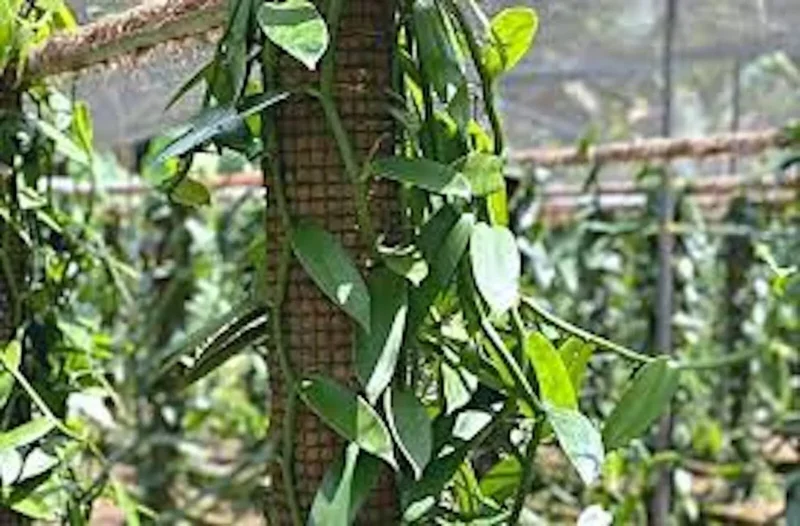 Vanilla Bean Orchid Plant Vanilla planifolia 3.5in Edible Fast Growing