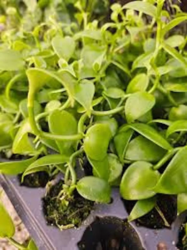 Vanilla Bean Orchid Plant Vanilla planifolia 3.5in Edible Fast Growing