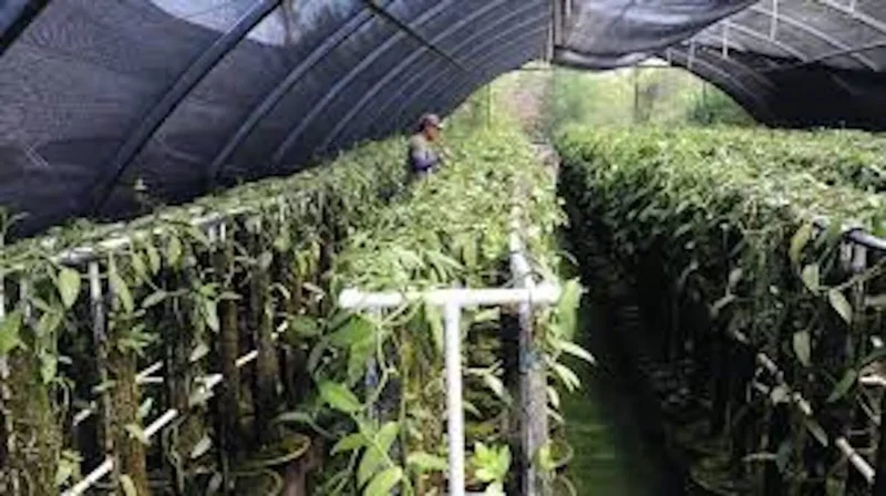 Vanilla Bean Orchid Plant Vanilla planifolia 3.5in Edible Fast Growing