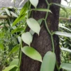 Vanilla Planifolia Plant - Live Yellow Vanilla Bean Orchid - 5-8 Inch Plant in 4 Inch Pot