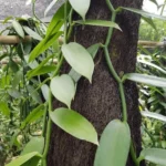 Vanilla Planifolia Plant - Live Yellow Vanilla Bean Orchid - 5-8 Inch Plant in 4 Inch Pot