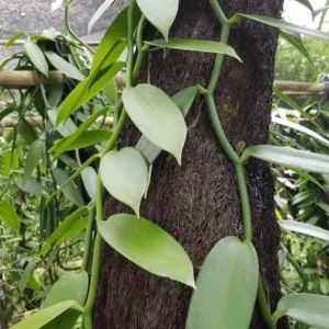 Vanilla Planifolia Plant - Live Yellow Vanilla Bean Orchid - 5-8 Inch Plant in 4 Inch Pot