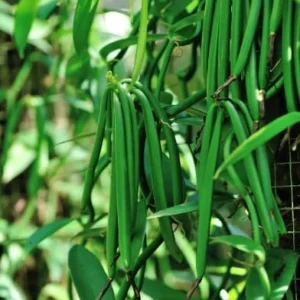 Vanilla Planifolia Plant - Live Yellow Vanilla Bean Orchid - 5-8 Inch Plant in 4 Inch Pot