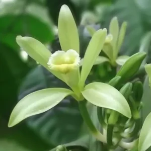 Vanilla Planifolia Plant - Live Yellow Vanilla Bean Orchid - 5-8 Inch Plant in 4 Inch Pot