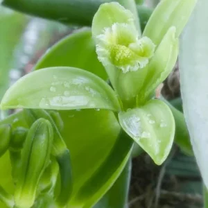 Vanilla Planifolia Plant - Live Yellow Vanilla Bean Orchid - 5-8 Inch Plant in 4 Inch Pot