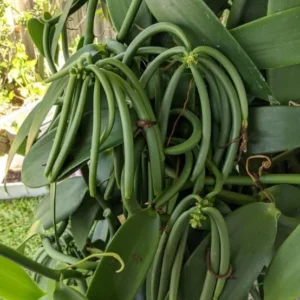 Vanilla Planifolia Plant - Live Yellow Vanilla Bean Orchid - 5-8 Inch Plant in 4 Inch Pot