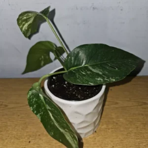 Variegated Albo Pothos Live Plant - 4" Nursery Pot - Epipremnum Ninnatum