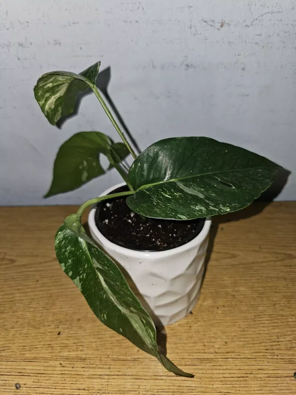 Variegated Albo Pothos Live Plant - 4" Nursery Pot - Epipremnum Ninnatum