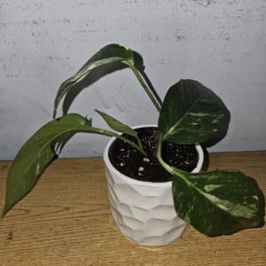 Variegated Albo Pothos Live Plant - 4" Nursery Pot - Epipremnum Ninnatum