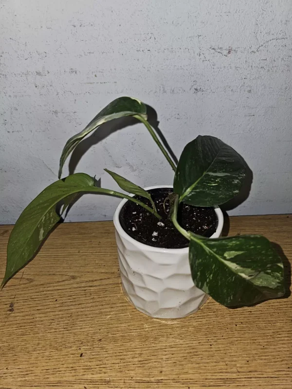 Variegated Albo Pothos Live Plant - 4" Nursery Pot - Epipremnum Ninnatum