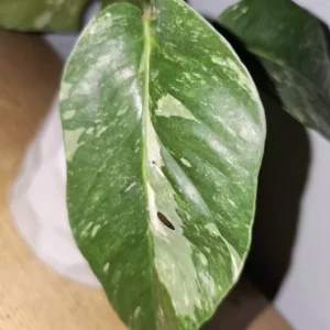 Variegated Albo Pothos Live Plant - 4