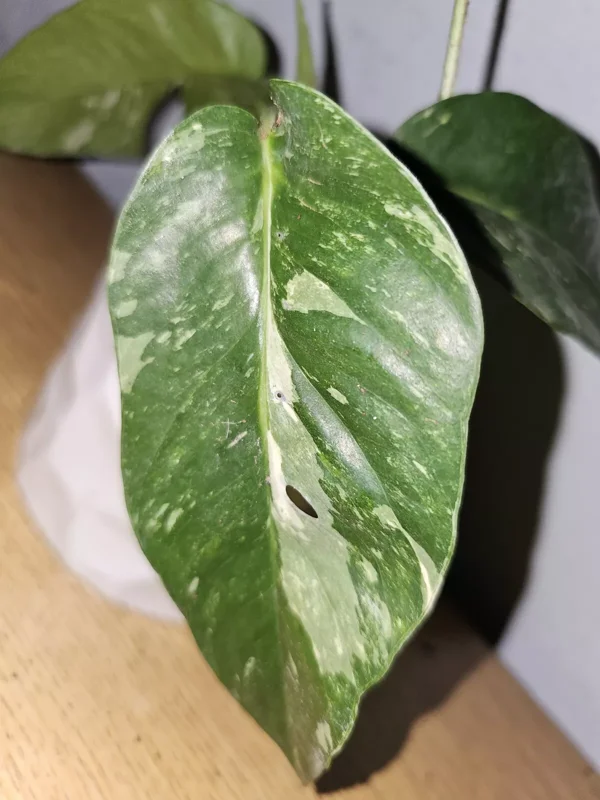 Variegated Albo Pothos Live Plant - 4" Nursery Pot - Epipremnum Ninnatum