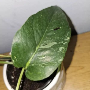 Variegated Albo Pothos Live Plant - 4