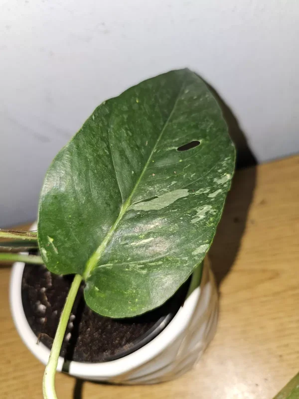 Variegated Albo Pothos Live Plant - 4" Nursery Pot - Epipremnum Ninnatum